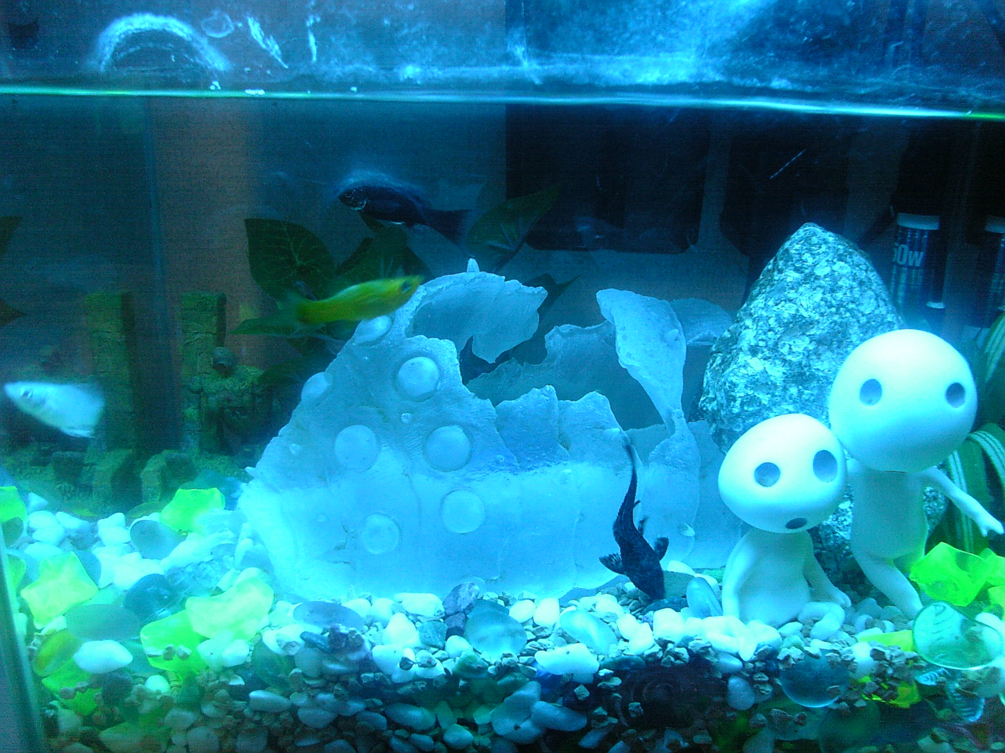 熱帯魚を追加 漠然日記
