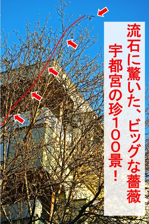 薔薇2