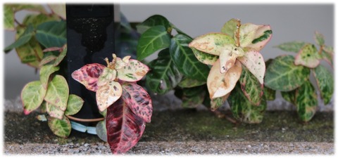 ２０．３．３０ ＥＯＳ 花３