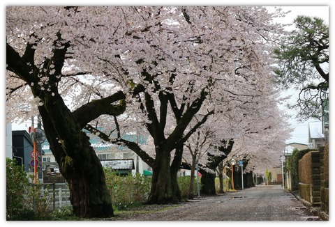 ２０．３．３０ ＥＯＳ 花１０