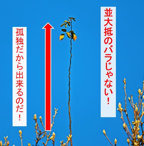 薔薇5