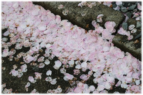 ２０．３．３０ ＥＯＳ 花７