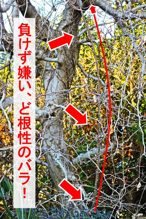 薔薇１