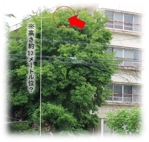 薔薇4