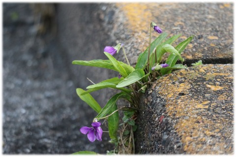 ２０．３．３０ ＥＯＳ 花５