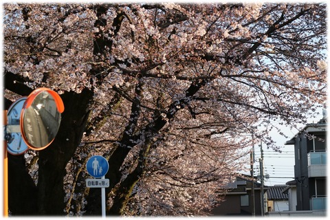 桜