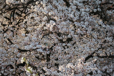 IMG_1874