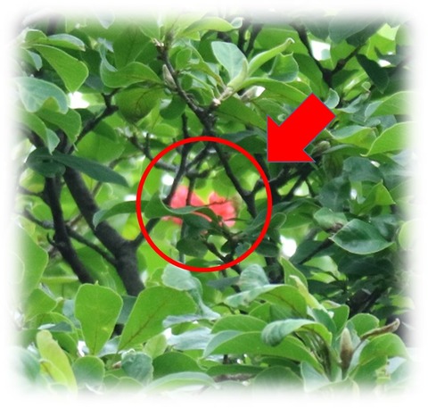 薔薇1