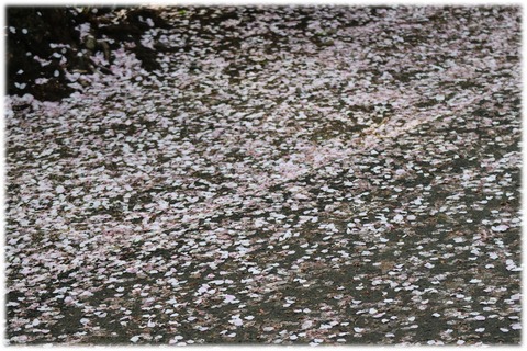 ２０．３．３０ ＥＯＳ 花８