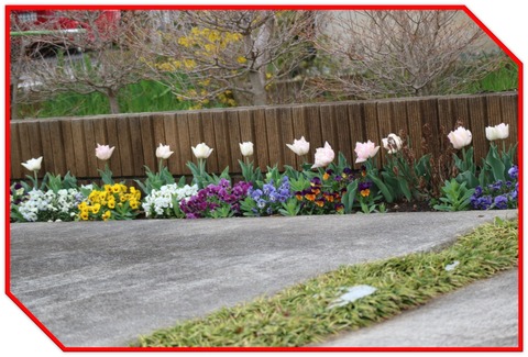 ２０．３．３０ ＥＯＳ 花６