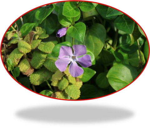 ２０．３．３０ ＥＯＳ 花２