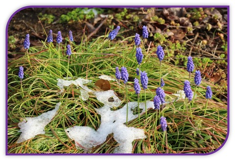 ２０．３．３０ ＥＯＳ 花