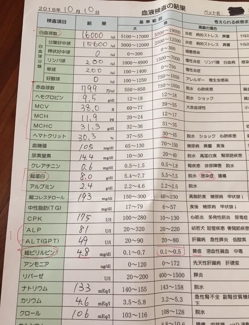 血液検査と腹水検査の数値 猫大好き Fip闘病ブログ 日記