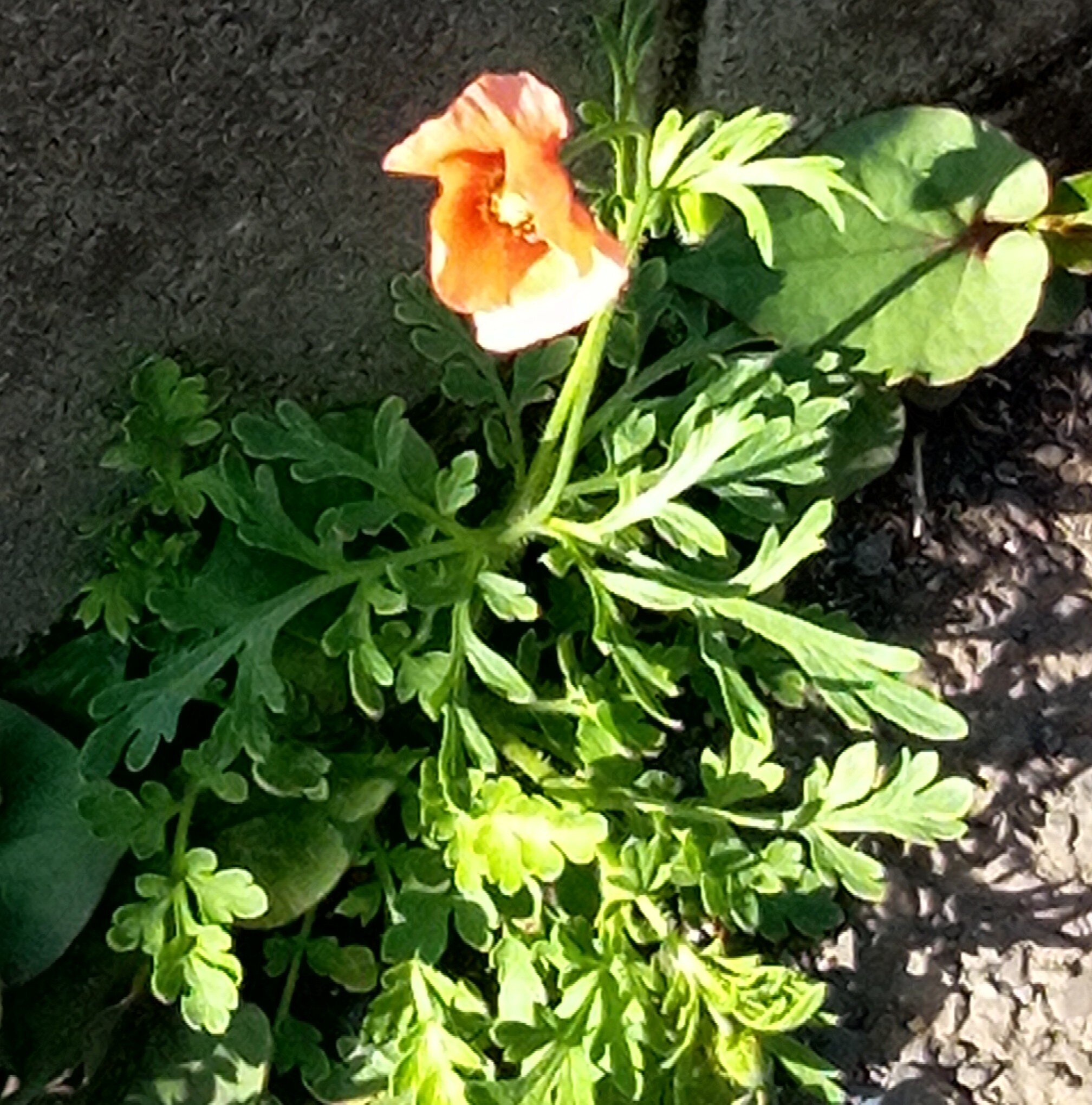 ナウパカの花に関して新たに知ったこと Hawaii On My Mind カウアイ島に恋して