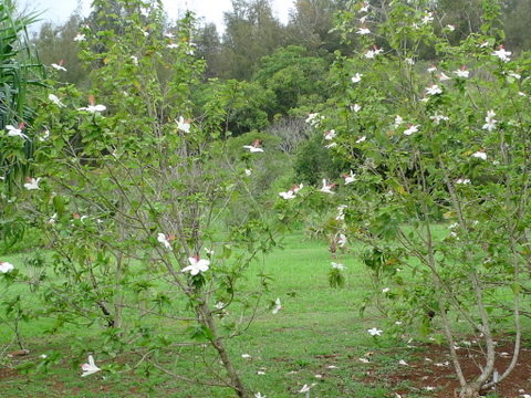 Mcbryde Garden セルフツアー 固有種のハイビスカスが沢山 Hawaii On My Mind カウアイ島に恋して