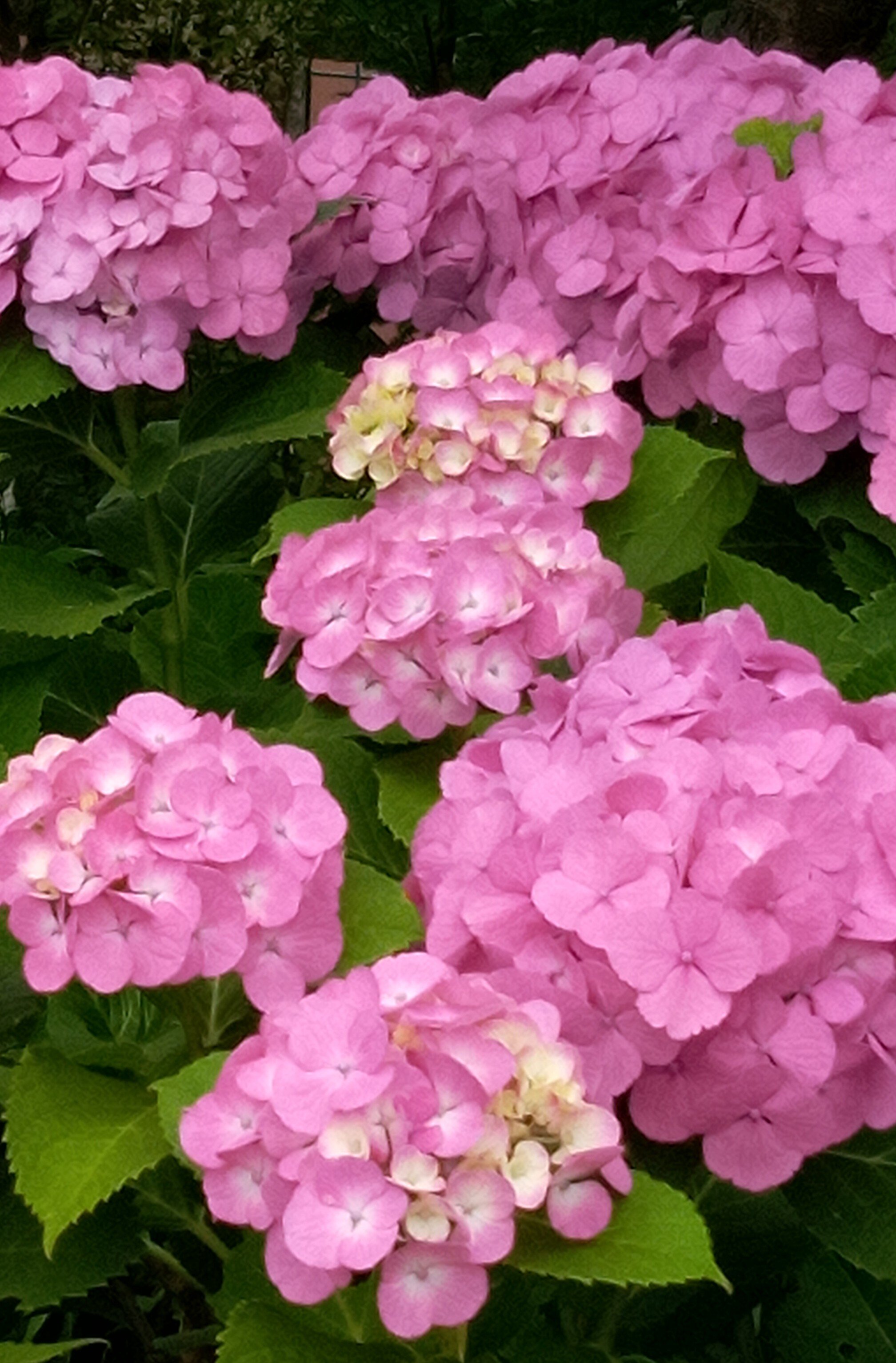 梅雨の合間に早くもこんな花が Hawaii On My Mind カウアイ島に恋して