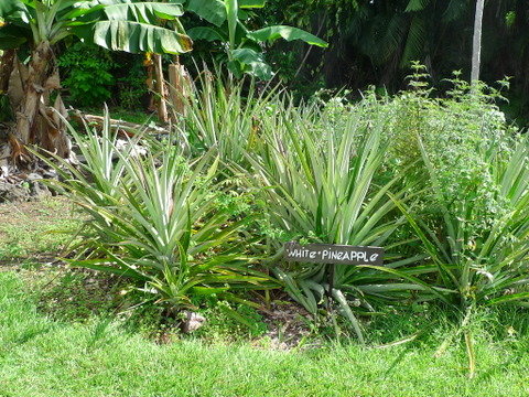 P1520035