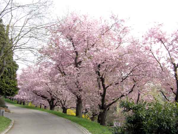 ドイツの桜 クラシックおっかけ日記