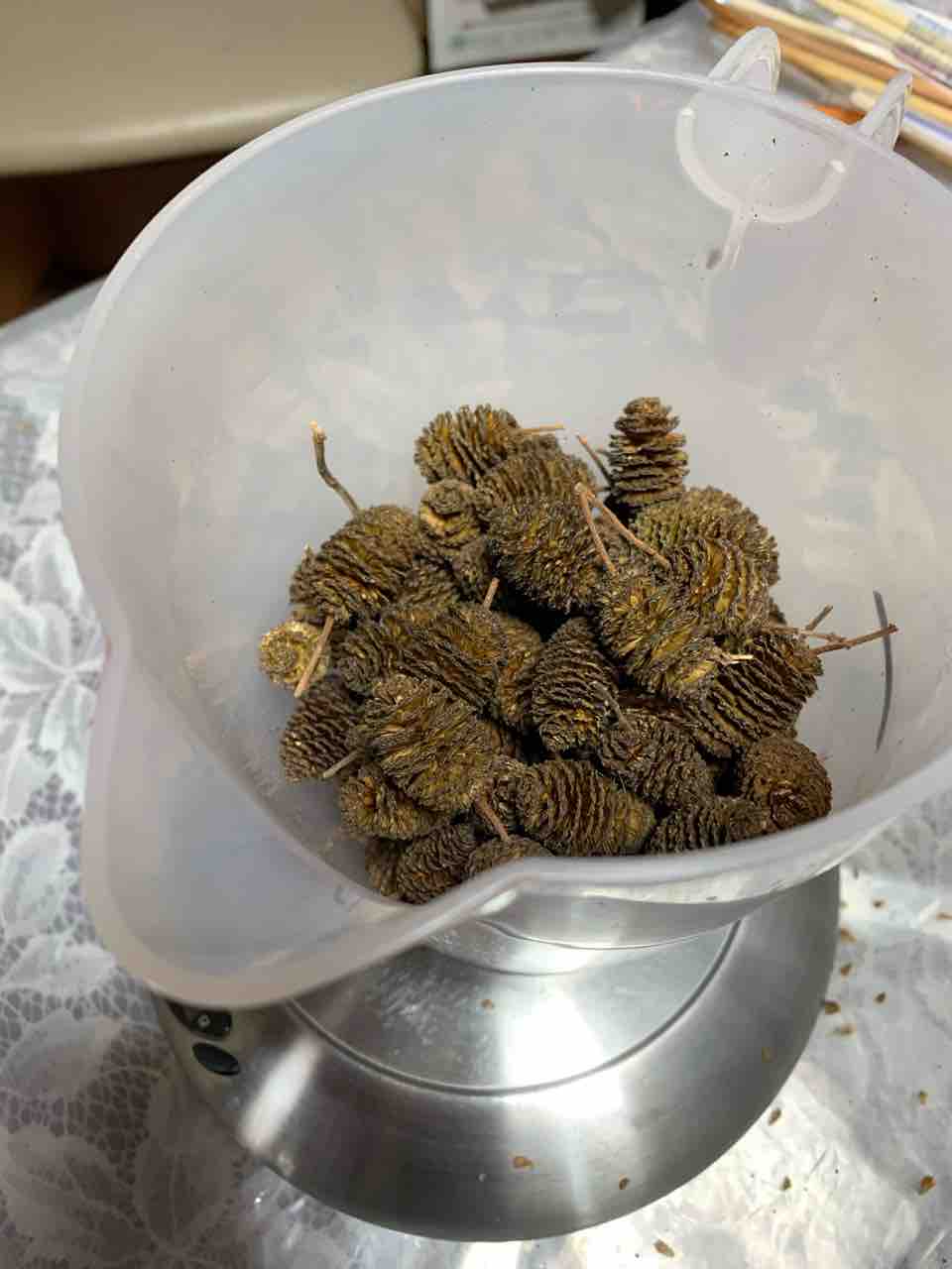 ヤシャブシ染めワークショップ 石けん 植物性料理 蒸留 アロマ Bon Sabon