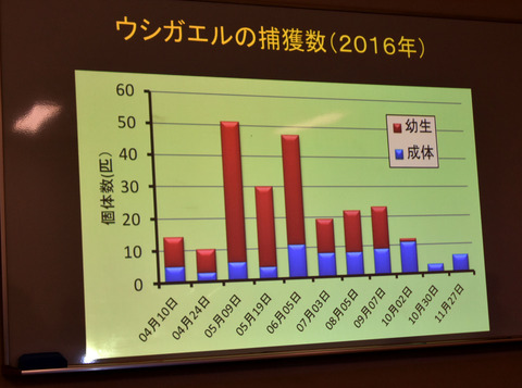 ⑥　ウシガエルの捕獲数（2016年）