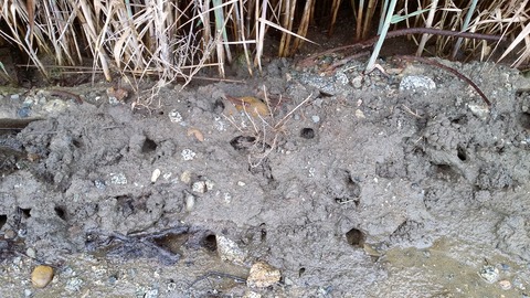 アシハラガニの巣穴