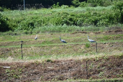 972BC5D1-801D-4387-BBEE-46D8FE47F1C4