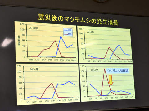 ④　マツモムシの発生消長