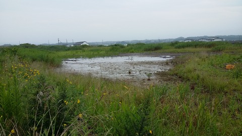 グラウンド湿地