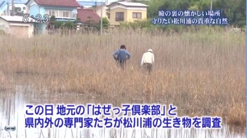 松川浦全域「ヒヌマイトトンボ」生息地調査