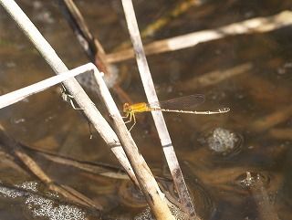 toppage_image030