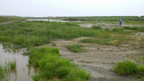 大湿地（名前募集）