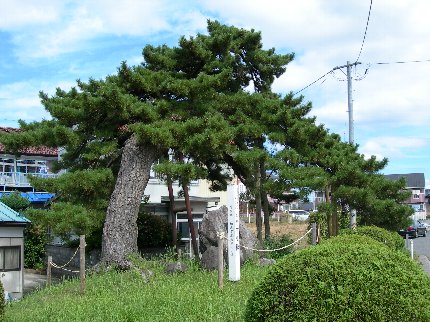 [定例学習] 松川浦歴史探訪・その１　「下り松の記憶をひも解く」