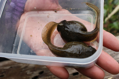 巨大なオタマジャクシ