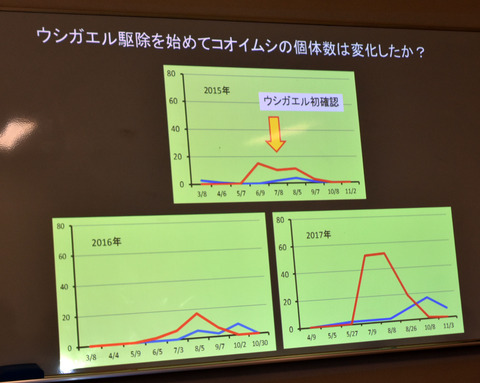 ⑨　ウシガエル捕獲数とコオイムシ個体数の関係