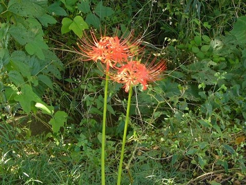 第３４回宇田川・小泉川水質調査と河川清掃