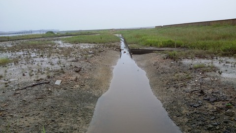 古湊湿地