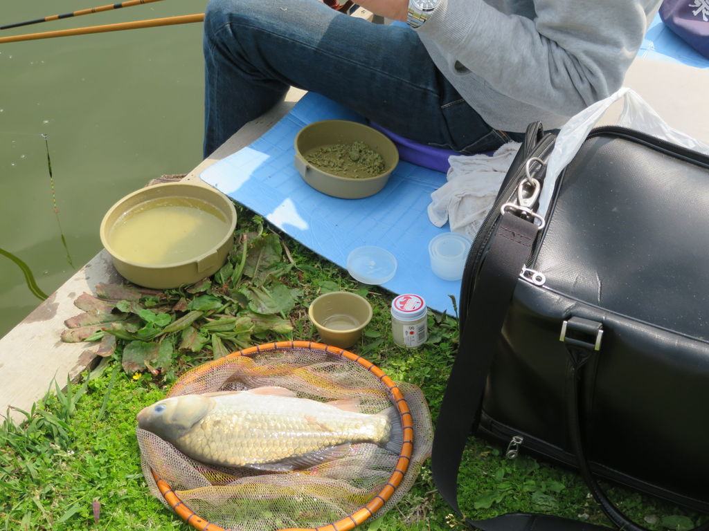 もうヘラブナ釣れる 4月の大田区六郷ひょうたん池 暮らしのノートito もうヘラブナ釣れる 4月の大田区六郷ひょうたん池 暮らしのノートito