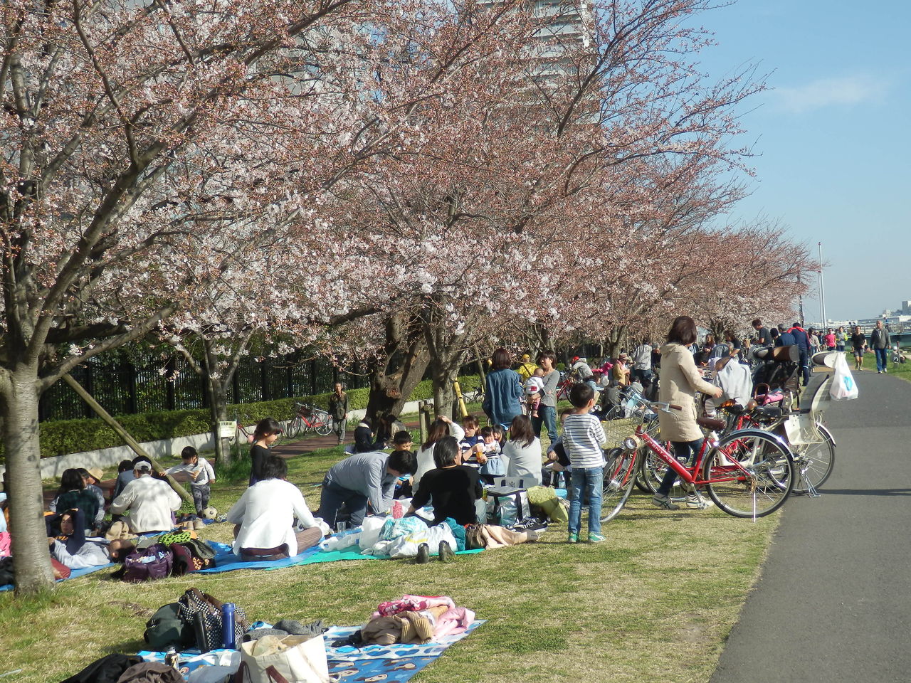 平成時代の花見記録 3 21世紀桜 多摩川スーパー堤防 暮らしのノートito
