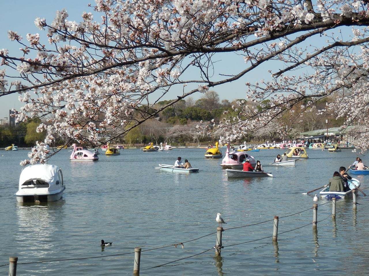 上野公園は満開 お花見2013花吹雪はまだ先の不忍池 暮らしのノートito 上野公園は満開 お花見2013花吹雪はまだ先の不忍池 暮らしのノートito