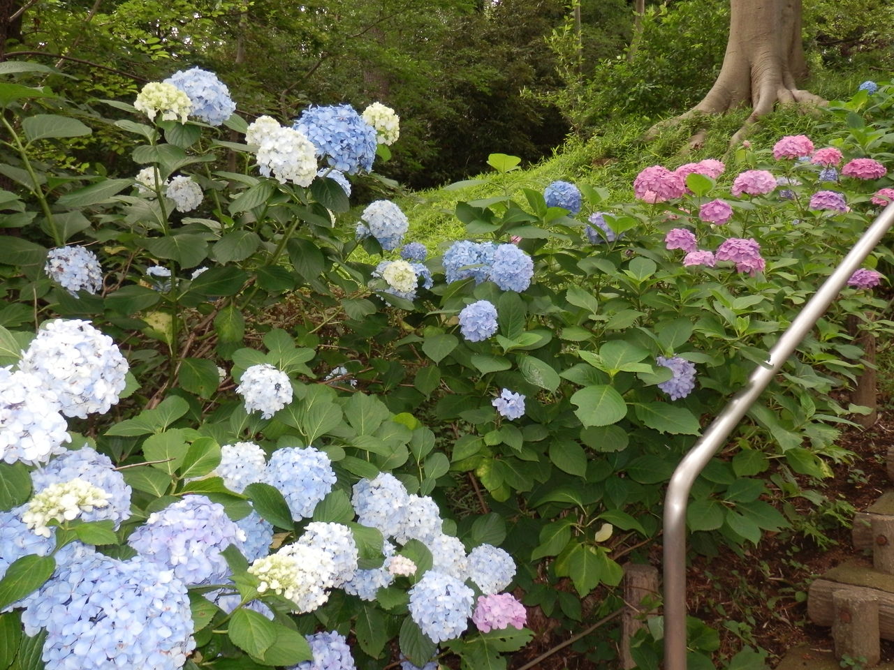 多摩川台公園あじさい園とザリガニ釣り 13 6月 暮らしのノートito
