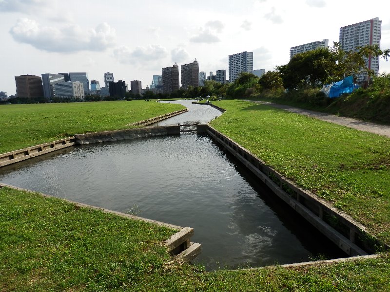 多摩川六郷ひょうたん池のヘラブナ釣りと黄花コスモス 暮らしのノートito 多摩川六郷ひょうたん池のヘラブナ釣りと黄花コスモス 暮らしのノートito
