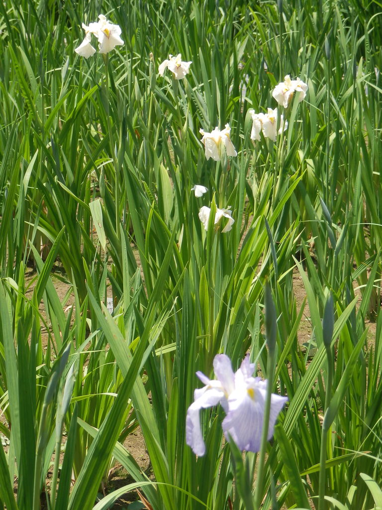 堀切菖蒲園15 5月の見どころ探し 東京 暮らしのノートito 堀切菖蒲園15 5月の見どころ探し 東京 暮らしのノートito