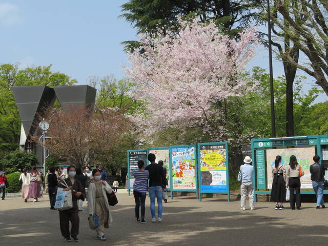 上野公園で4 1の新しいお花見様式ならば まだまだ満開 暮らしのノートito