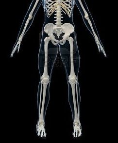 4716321-human-skeleton