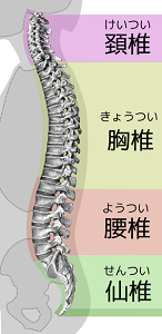 Spinal_column_curvature-ja.svg