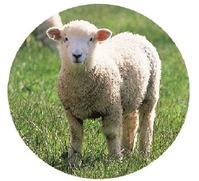 ナーシングラック羊ちゃん