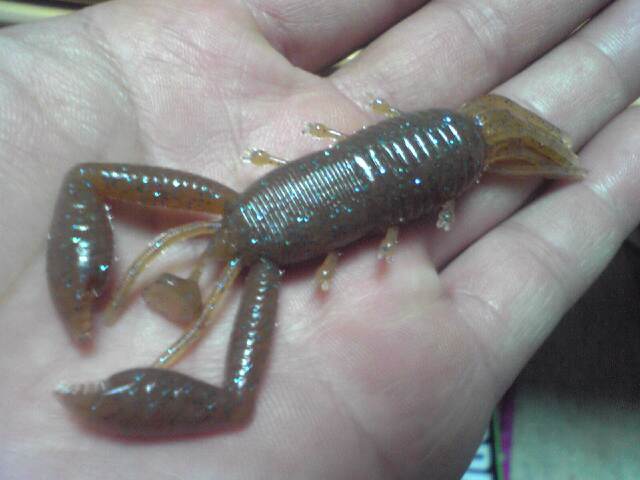 エビ虫 お知らせ Swift Water Garage ブログ