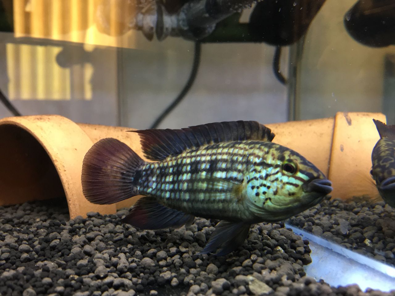 アピストグラマ クランデリ ギガス クルア産 WF1