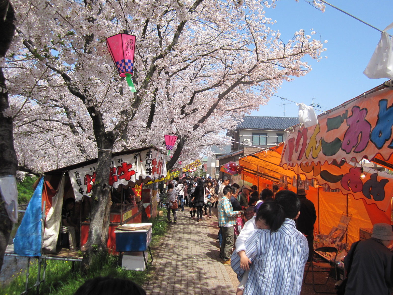 ２５２ 桜祭り 名古屋市中区の歯科医が贈る 明るい老後への道