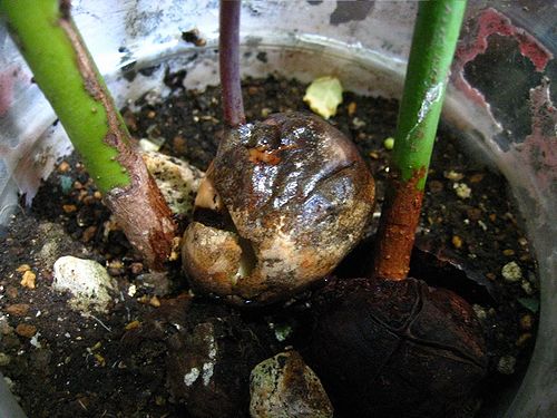 百薬茶 017 アボカド 葉 茶を飲む 2 2 新 日々凡々 歩いて行こう